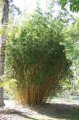 Bambusa multiplex _alphonse karr_ - bambou non-traçant exotique soleil 3-4m - port